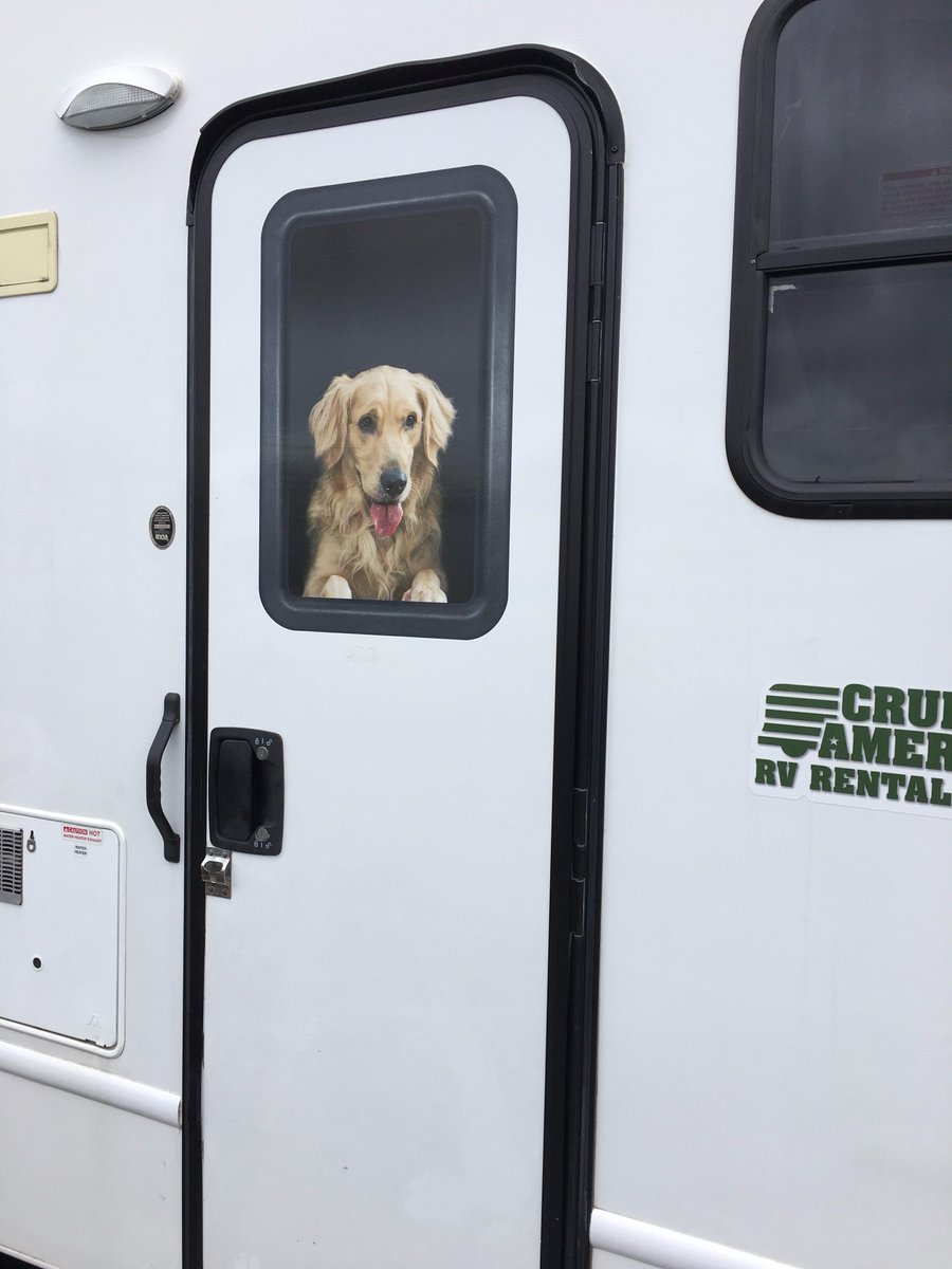 DogsInCarWindow tweet picture