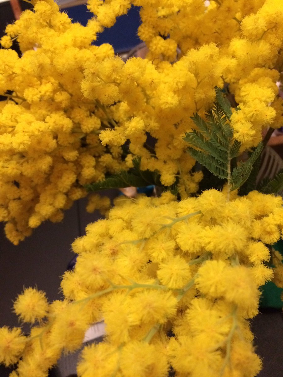 paolamilli's tweet photo. Questa splendida mimosa me la ha regalata mio figlio #myson #itforme #mimosa #beautifullflower https://t.co/8KKFHjzuDy