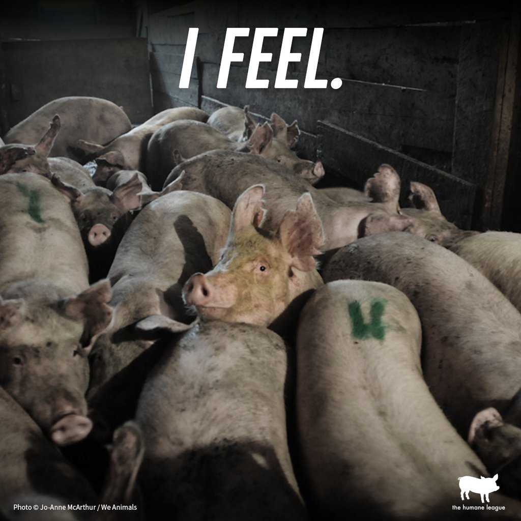 TheHumaneLeague's tweet photo. If this was happening to cats or dogs, there would be riots in the streets. https://t.co/wHxvOlTQwj https://t.co/gxGMlAY3cA