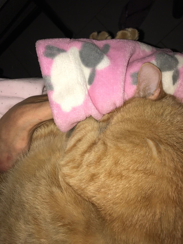 LilyIceprincess's tweet photo. Mi nascondo tra queste pecorelle, mammina, così faccio sonni d'oro tra le tue braccia. 💫💛 https://t.co/vPJLlO9rX1