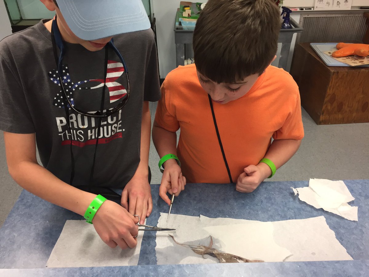BluffParkElem's tweet photo. Squid dissection! @disealab #bluffparkpanthers #destinationlearning2017 https://t.co/iHX4R9K8du