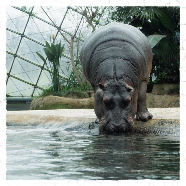 Tomoe 最終日はベルリン動物園へ ゴリラの背中の贅肉の垂れ具合が人間そっくり 姿勢いいけど 写真 食事を終えて水中へ戻る手前のカバ 写真 口周りがガールのおっさん風に黒くて可愛いお猿 写真 立食中のガゼル 写真 見てはいけないものを見