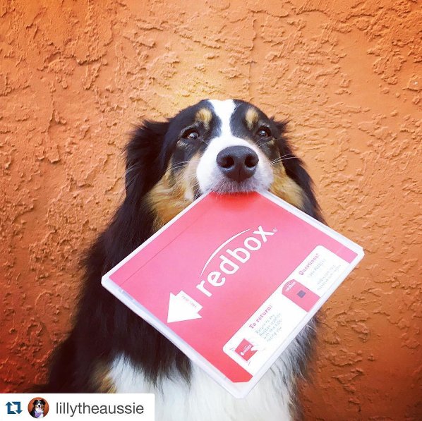 redbox's tweet photo. Ruff ruff! Thinking about starting a #RedboxDogsofInstagram account. #HowDoYouRedbox ๐ถ https://t.co/LdEYz1a2xg