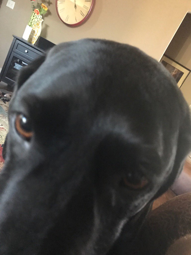 crawkan's tweet photo. Josie knows it's time for daylight savings time cause she wants food an hour early #cosmicspring https://t.co/9MGirEmvc0