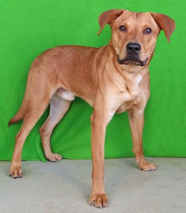 butlercountyhs's tweet photo. Meet our lucky dog of the month!  Drake!  This young Labrador mix is 50% off and waiting for his forever home! #AdoptDontShop https://t.co/1r6NqwLFc1