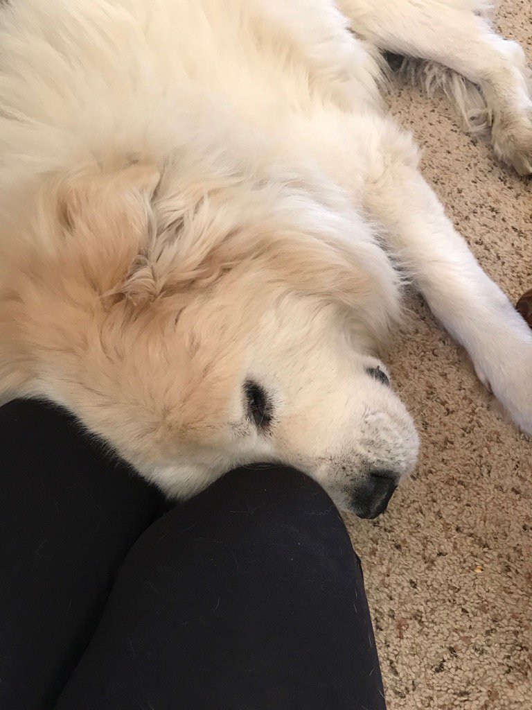 robindemio's tweet photo. This is my 13 year old baby!   120 in people years!  Rowdyboy Sampson! https://t.co/Mq0HGbJj0h
