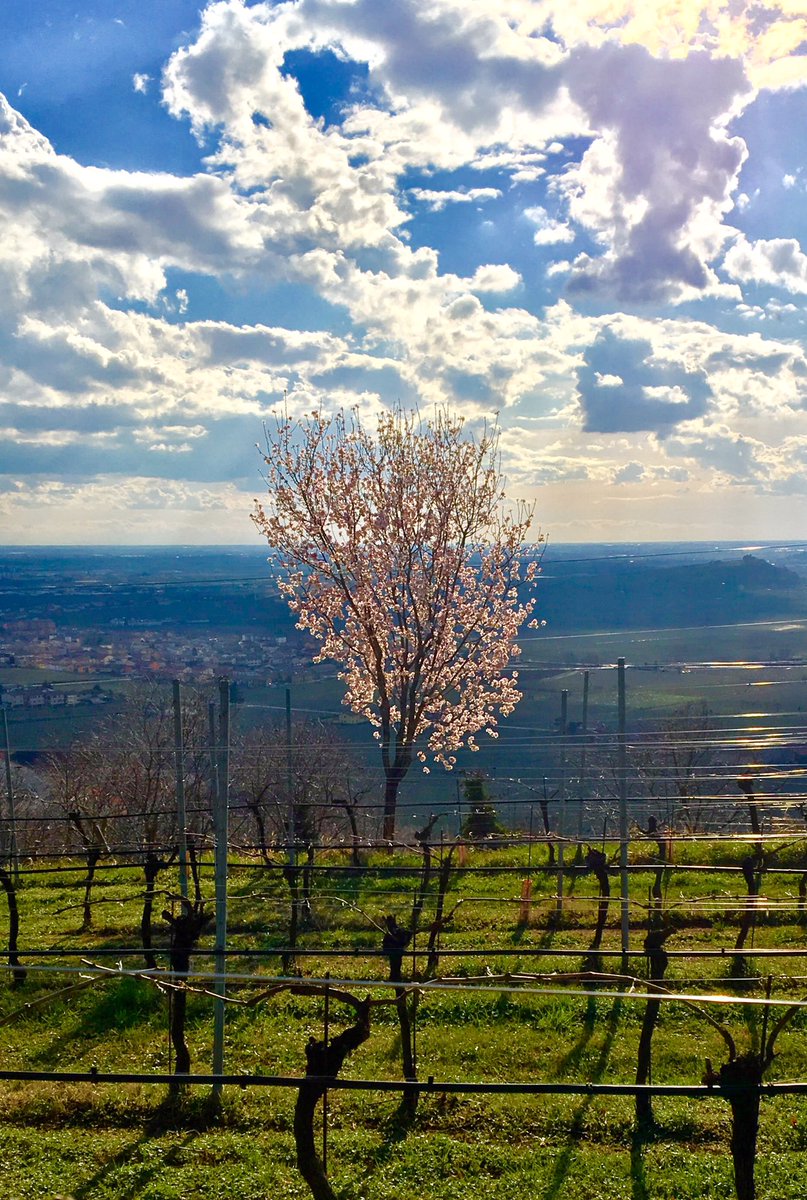 SoaveUSA's tweet photo. Almond is a typical flavor in Soave wines, and is a common tree in the vineyards. #flowering #soavewine https://t.co/7kfaaLtDcc