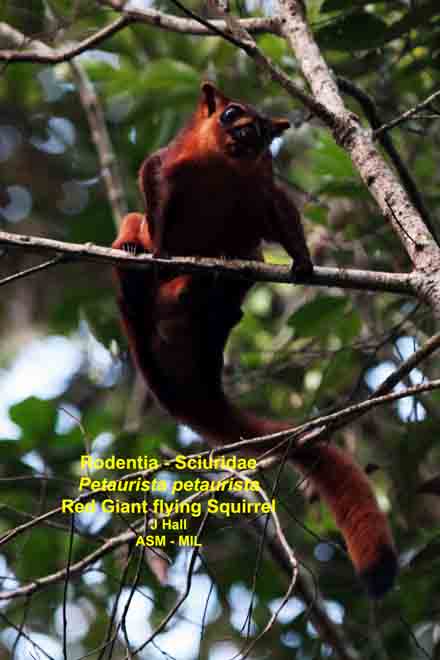 Mammalogists's tweet photo. Just a reminder, there are many "red" squirrels out there. But only one Tamias hudsonicus Taxonomy matters! #2017MMM https://t.co/TOukzJ7Jzh