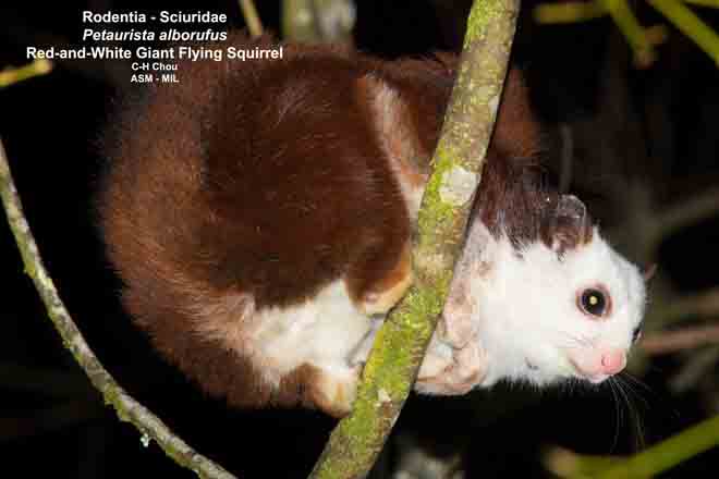 Mammalogists's tweet photo. Just a reminder, there are many "red" squirrels out there. But only one Tamias hudsonicus Taxonomy matters! #2017MMM https://t.co/TOukzJ7Jzh
