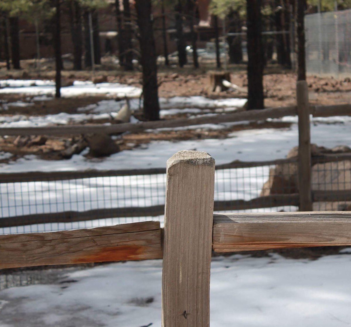 thecutecassidy's tweet photo. I love taking beautiful pictures in flagstaff https://t.co/57u0Y92DNp