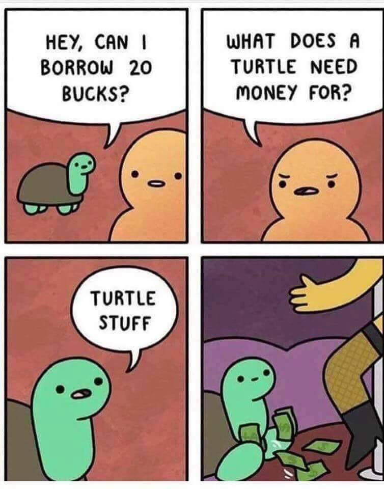 Wippy_J's tweet photo. #turtlestuff https://t.co/Wj3kv7OuIN