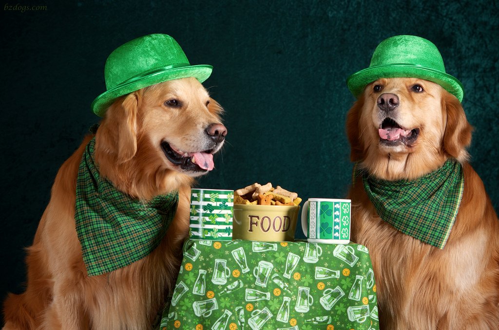 Here go the #Irish #dogbreeds to celebrate this year's St. Patrick's Day with! ow.ly/w5v0309EIEb #Stpatrickday #dog