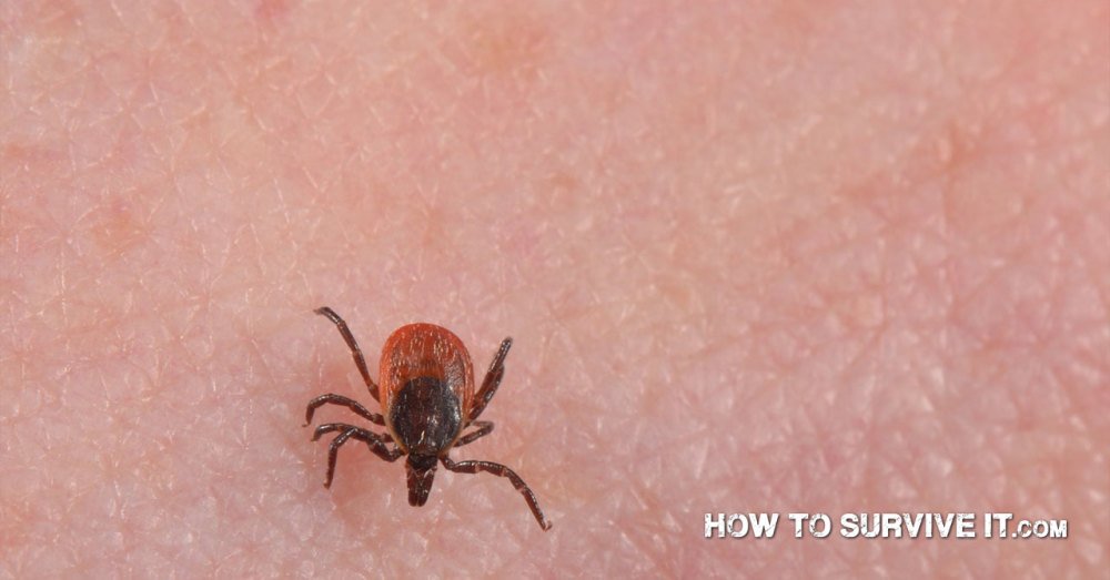 HowToSurviveIt's tweet image. Diseases Brought on by Tick Bites bit.ly/1TXKKhr