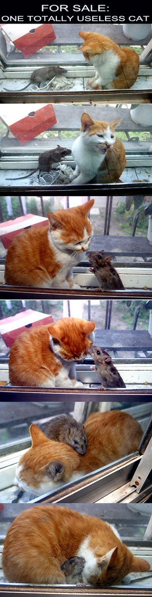FlufflessStream's tweet photo. Maybe useless but I think it's pretty cute 😀💖 https://t.co/qL60Zo3du6
