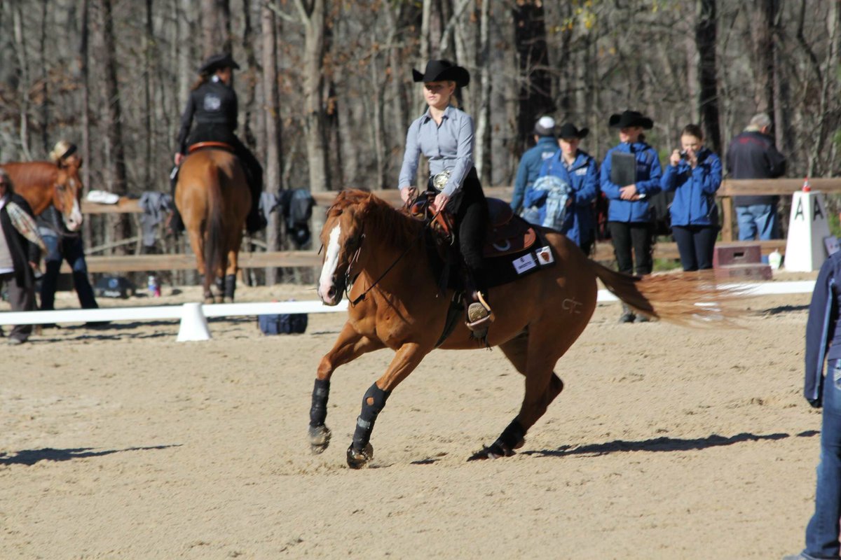 UTM_Equestrian's tweet photo. Junior Maddy Williams earned her second reining MOP for this year in #UTMEq's commanding win against Minnesota Crookston. πΆπ· https://t.co/lKnEByM7Fo