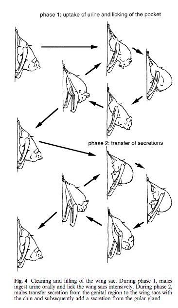 Mammals_Suck's tweet photo. As illustrated here in Figure 4 (Voigt &amp; von Helversen 1999) aka THINGS YOU CAN'T UNLEARN!!! You're welcome. #2017MMM https://t.co/S9MdRkFscF