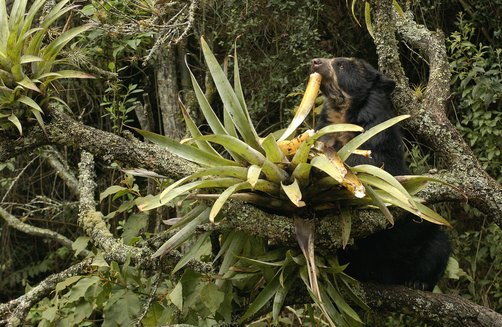 Mammals_Suck's tweet photo. .@IUCN Straight to the heart of bromeliads! OM NOM NOM! ~50% of their diet (Peyton 1980) #2017MMM https://t.co/6oHK8C3l6c https://t.co/G4WVh7Uz8g