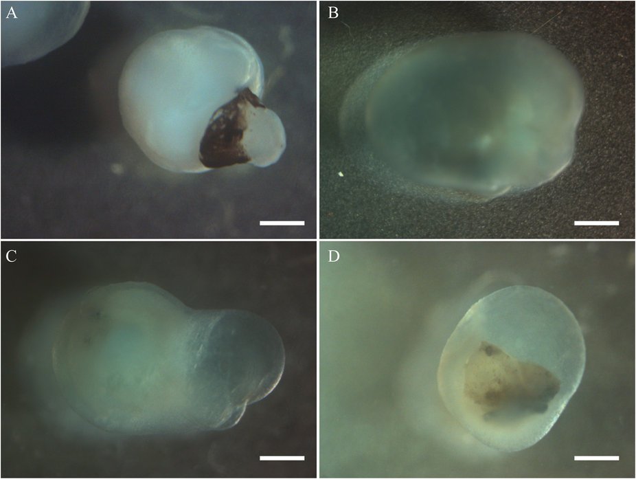 SciReports's tweet photo. #Cornea organoid cultures can benefit #cellmodelling of #diseases https://t.co/VFGGfthAj2 https://t.co/zBwv8pArlv