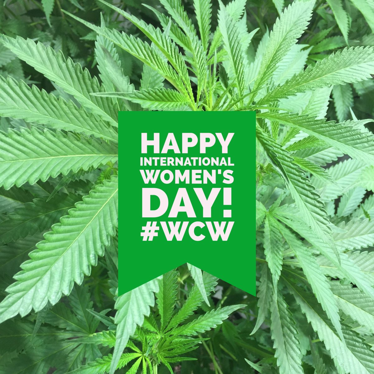 Happy #InternationalWomensDay to all the amazing women around the world! #WomenGrow #WomeninWeed #WomenWhoGrow #WCW #WomanCrushWednesday