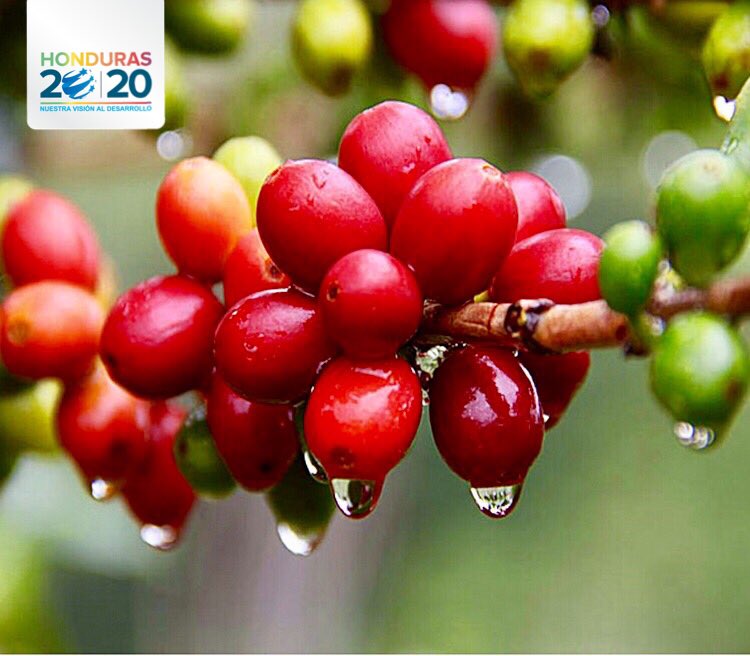 honduras2020's tweet photo. 24 empresas se capacitan a través de la #SecretaríaDeIntegraciónEconómica Centroamericana para exportar a Europa el valor agregado del café https://t.co/zXjwaDentm