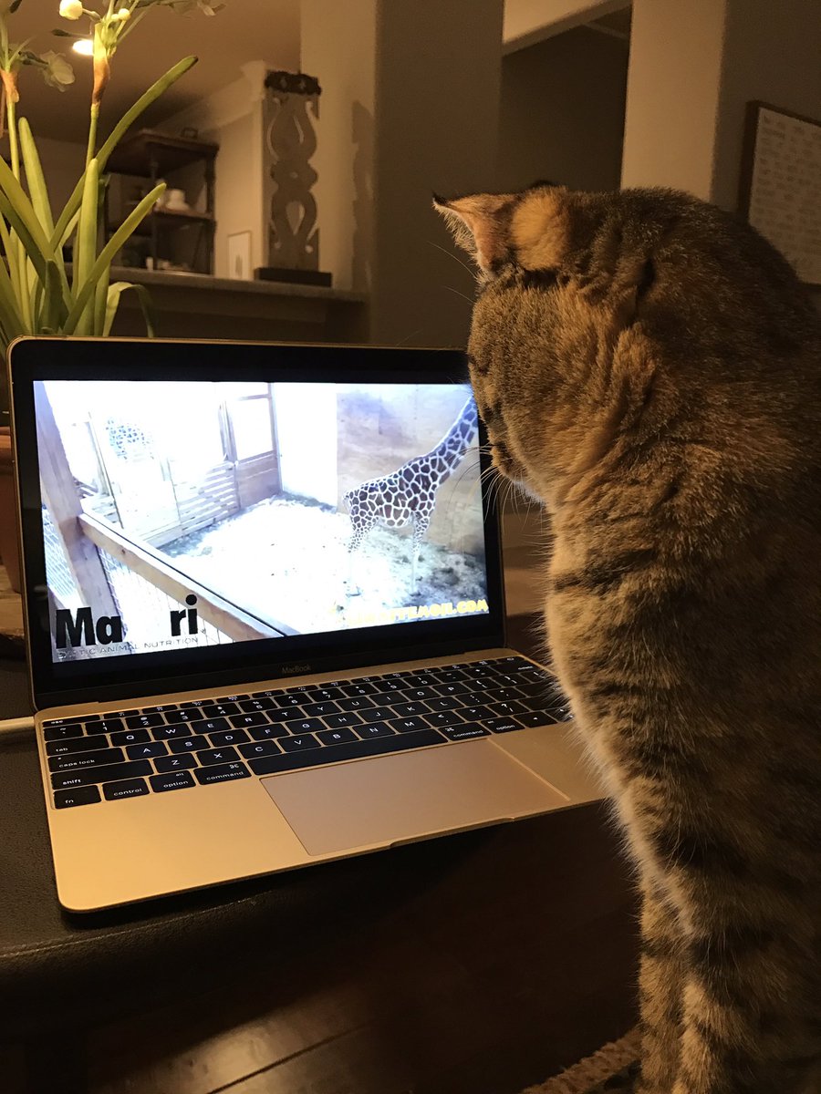 jackieklayman's tweet photo. Even my cat is waiting on #AprilTheGiraffe to have her baby. @AprilTheGiraffe Come on!!! Let's meet little one. https://t.co/enAsWMOKJj