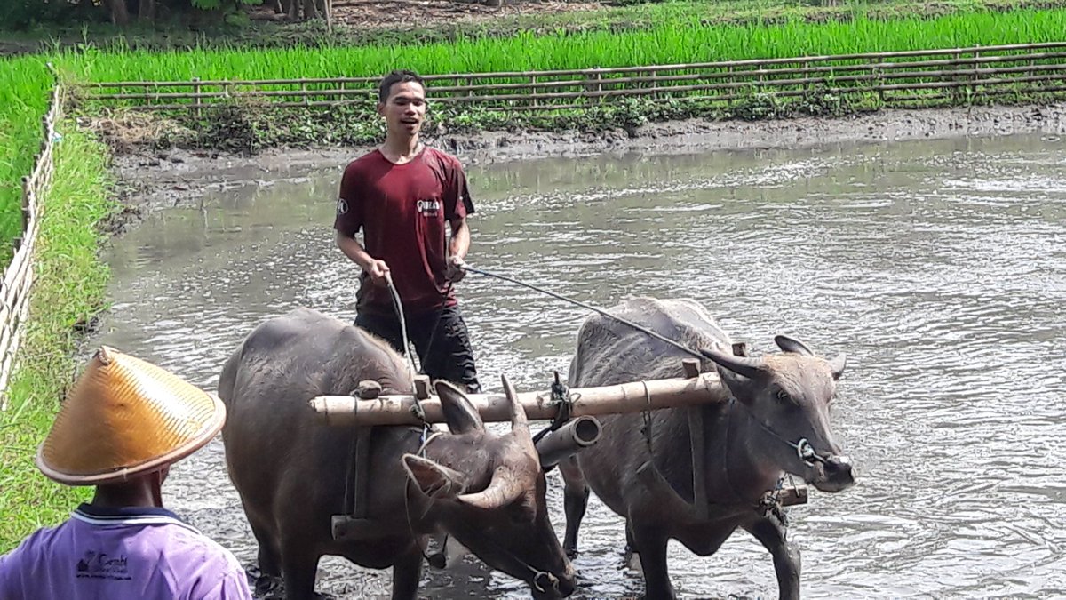 ME_UGM's tweet photo. [ DAY 2 FIELD TRIP IDEAS]

Para delegasi membajak sawah secara tradisional dengan menggunakan kerbau.
#KitaUntukIndonesia
#IDEASSUMMIT2017 https://t.co/Q4hY1ueW5Y