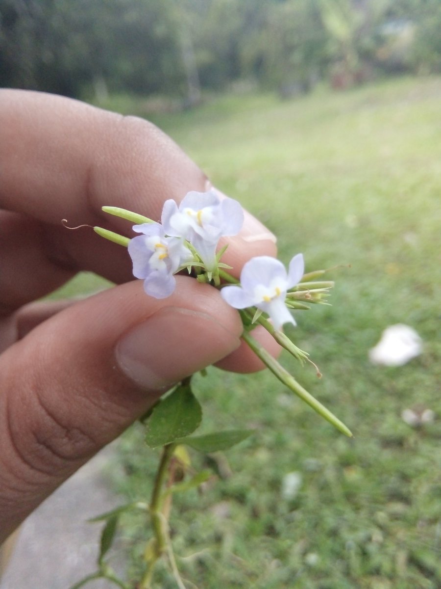 เธอสวยนะ เเต่หน้าเธอ?