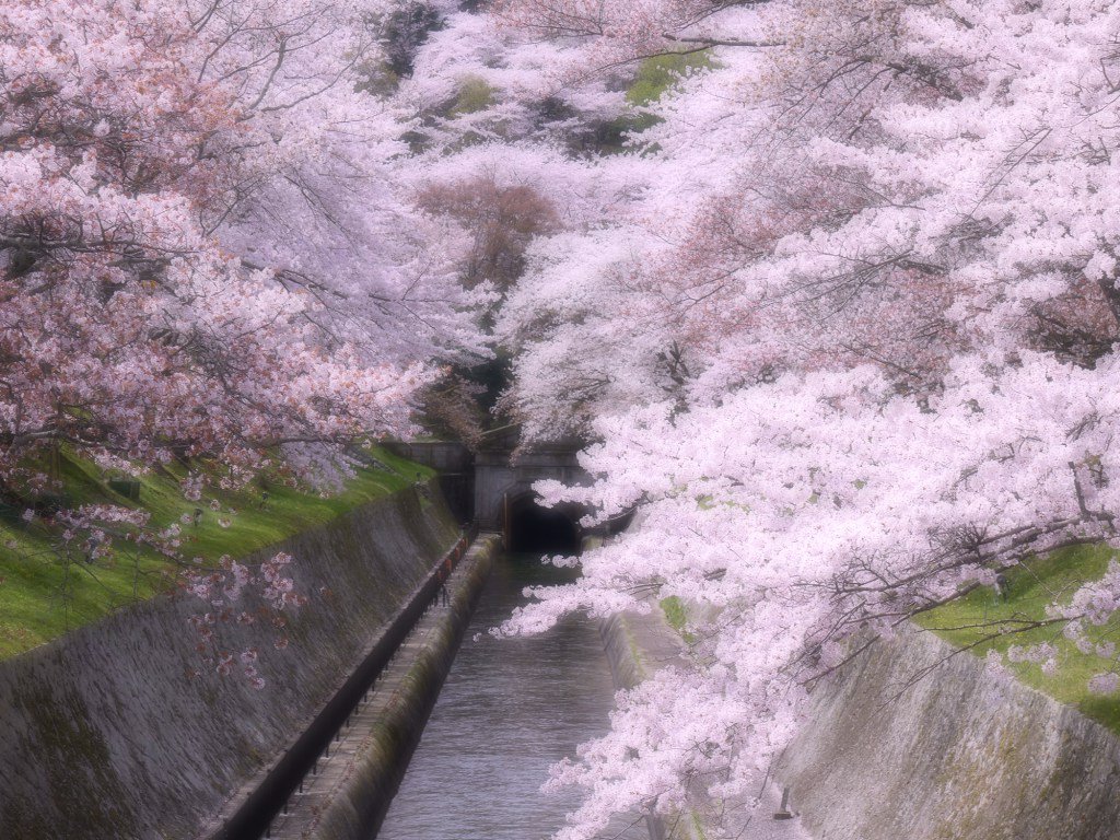 桜が満開の琵琶湖疏水のフリー素材写真 omi-nadesiko.com/s0000018/