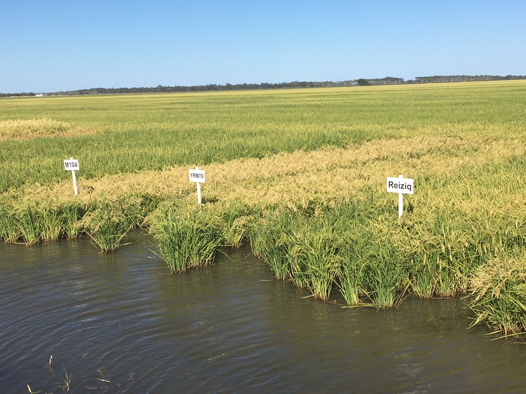 Rice remains an attractive prospect of C18
Sunrice pricing has held relatively well despite downward global trend