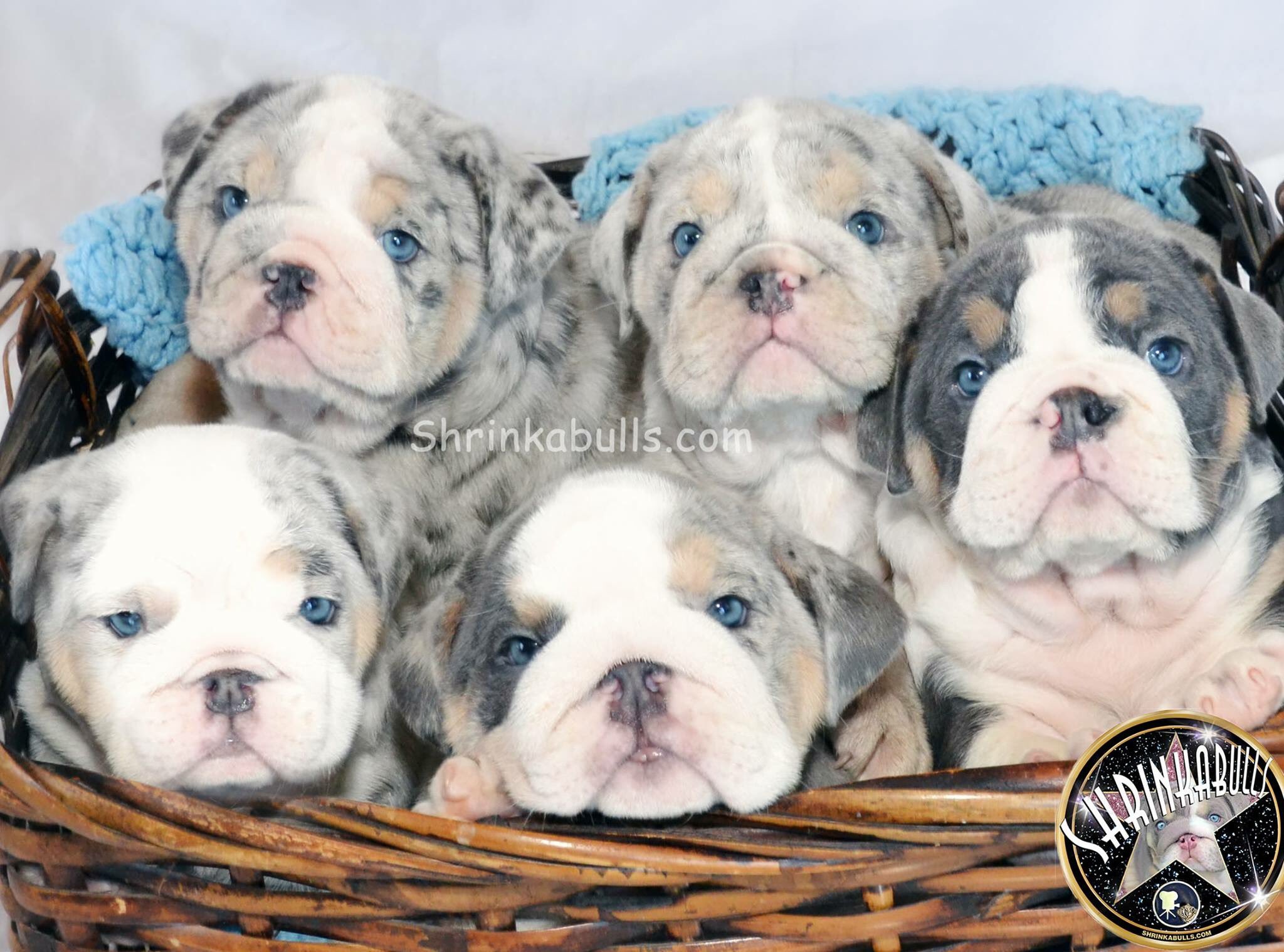 shrinkabull english bulldog