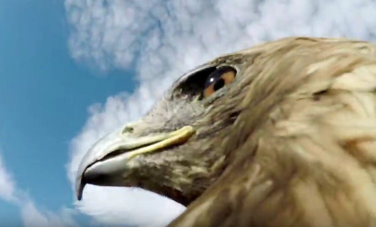 EPIC Fox Hunt With Eagle scout.com/outdoors/hunti…