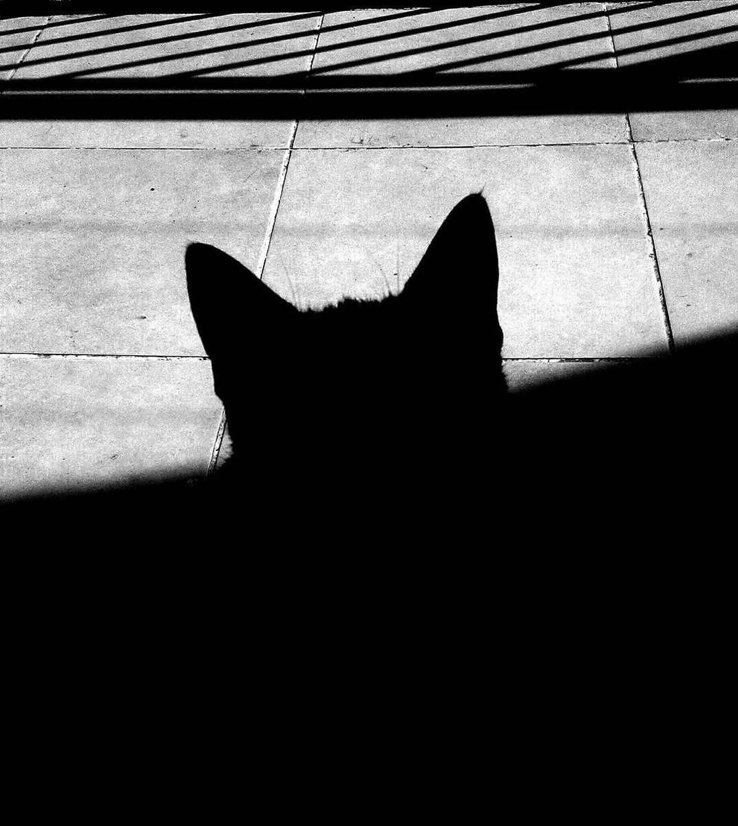 MonicaMSinger's tweet photo. Shadow existence
#shadow #blackcats #photography #photo #PhotoArt #art #blackandwhitephotography #blackandwhitephotographylover #catsofyou https://t.co/TYSqbFHyJE