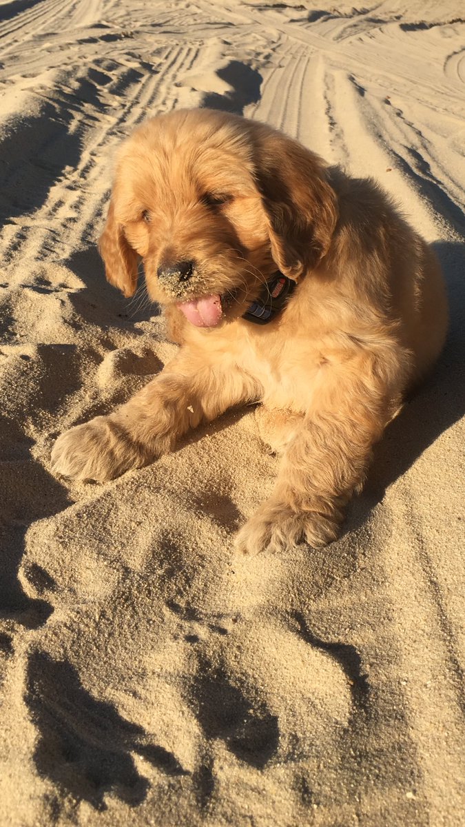 everyone, meet winston!