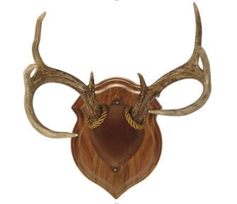 MatuskaSupplyCo's tweet photo. Need an affordable mount kit? Check our antler display kit @ https://t.co/JwXo6ahhsy  #MatuskaTaxidermySupplyCo #antlermount #deer #antlers https://t.co/Pn8IfVYx2h