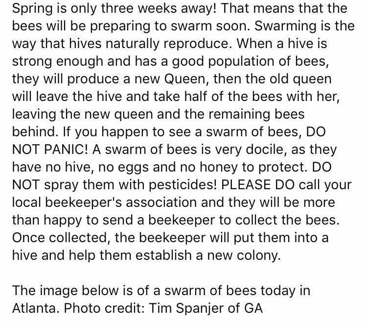 Raine4ver's tweet image. SAVE THE BEES
