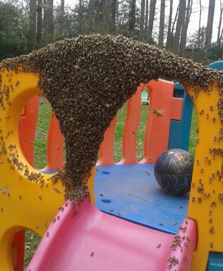 Raine4ver's tweet image. SAVE THE BEES