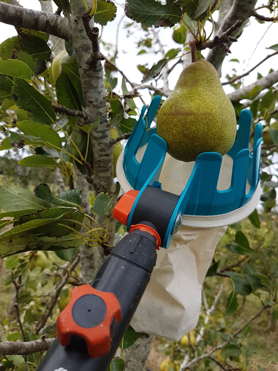 SarahtheGarden's tweet photo. The good folk at #Gardena must agree I'm too old to be climbing trees - they sent this Fruit Picker :o)
#sponsored #combisystem #fruitpicker https://t.co/xLq6mH1AES