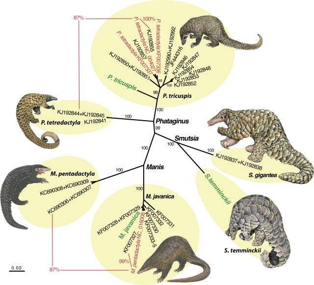 StoneLab_ASU's tweet photo. @StoneLab_ASU Pangolin phylogeny #2017MMM https://t.co/LTzJUCCTRS