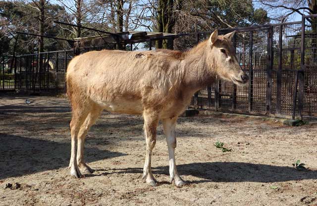 四不像 スープーシャン 角はシカ 頭はウマ 体はロバ ひづめはウシに似ているけど そのどれでもない動物 Togetter 四不像 スープーシャン 角はシカ 頭はウマ 体はロバ ひづめはウシに似ているけど そのどれでもない動物 Togetter