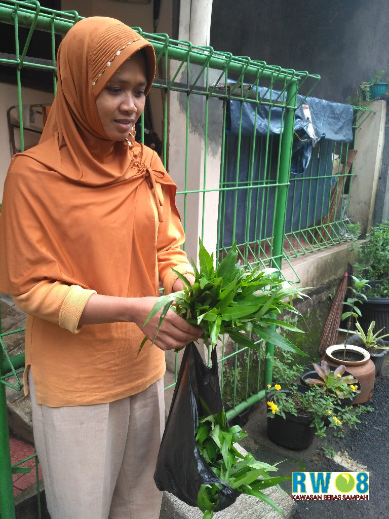 <a href="/KelPalasari/">Kelurahan Palasari</a> <a href="/elmeidian/">ardhielmeidian</a> <a href="/BdgBerkebun/">Bandung Berkebun</a> @dispangtan_bdg Alhamdulillah Bu RT 01 sdh panen kangkung, mau dibagikan ke tetangga #kbsrw08palasari