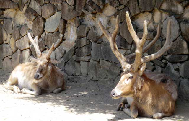 四不像 スープーシャン 角はシカ 頭はウマ 体はロバ ひづめはウシに似ているけど そのどれでもない動物 Togetter 四不像 スープーシャン 角はシカ 頭はウマ 体はロバ ひづめはウシに似ているけど そのどれでもない動物 Togetter