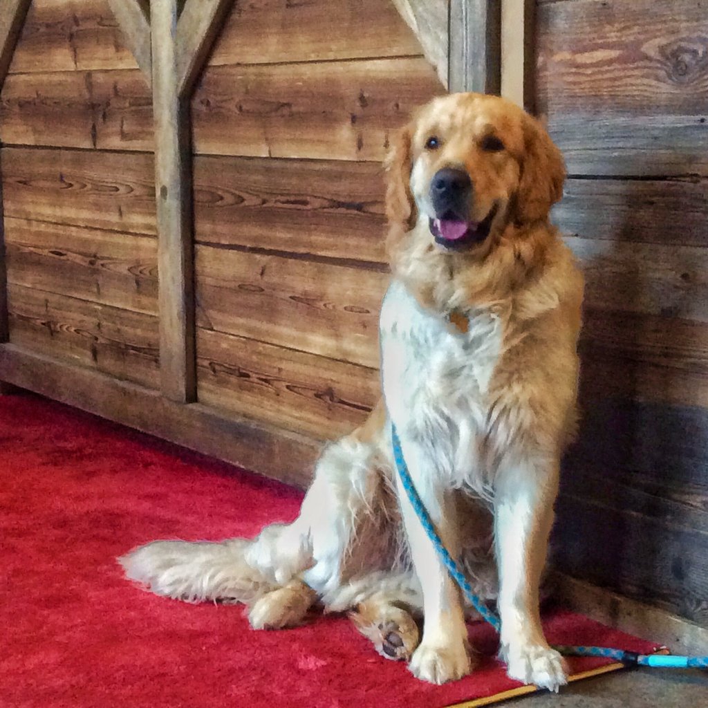 Val_dIsere_ski's tweet photo. Come and hang out at the Auberge bar for #crepes #coffee and this beautiful #dog https://t.co/AfGTYv7uRK