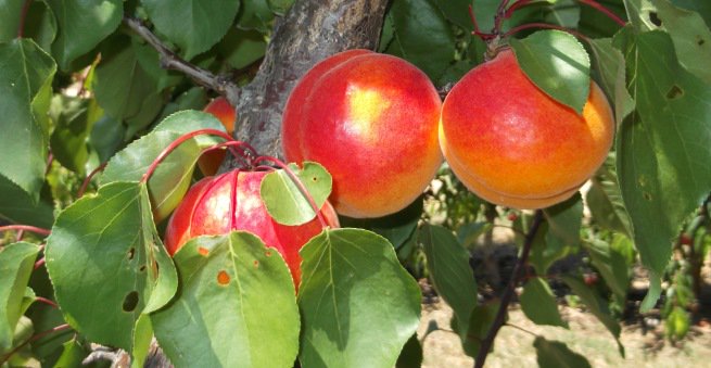 proseplan's tweet photo. Albaricoque Aprix® 116, Auto-fértil. Pios Junio, excelente calidad gustativa, aromática y sabor dulce en recolección https://t.co/QMkT9YEVp9 https://t.co/J8x9vl9Lr0