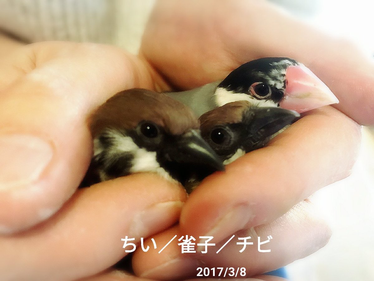 可愛コのスリーショットだっ