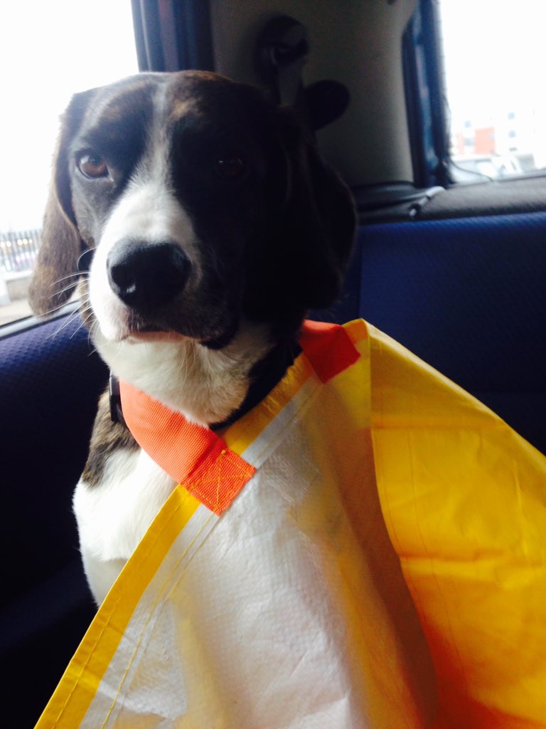 Reggie The Dog tweet media