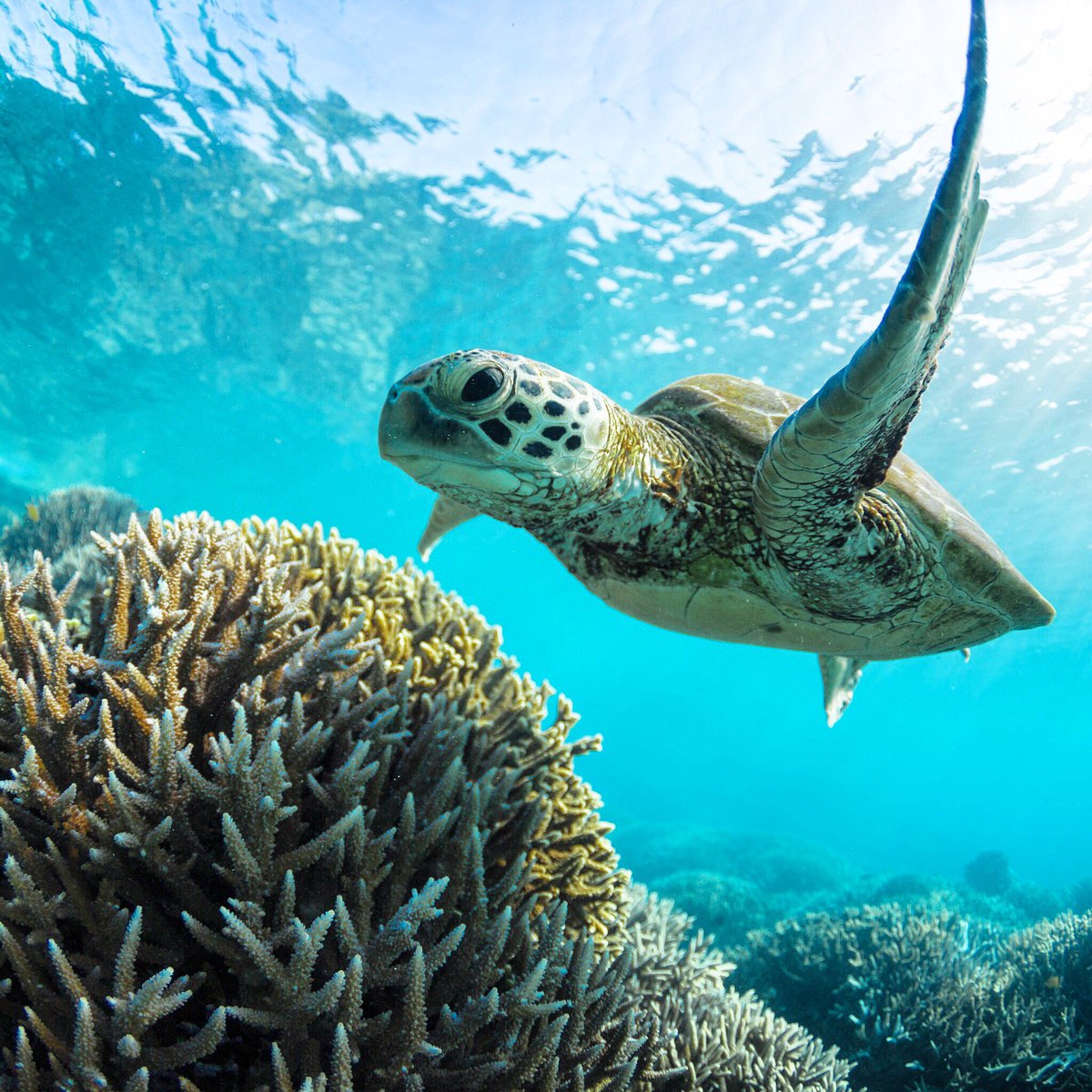 KyleRauPhoto's tweet photo. @AquaTech_USA @Australia @Queensland @LadyElliotGBR @CanonAustralia https://t.co/n7oU2N4N5R