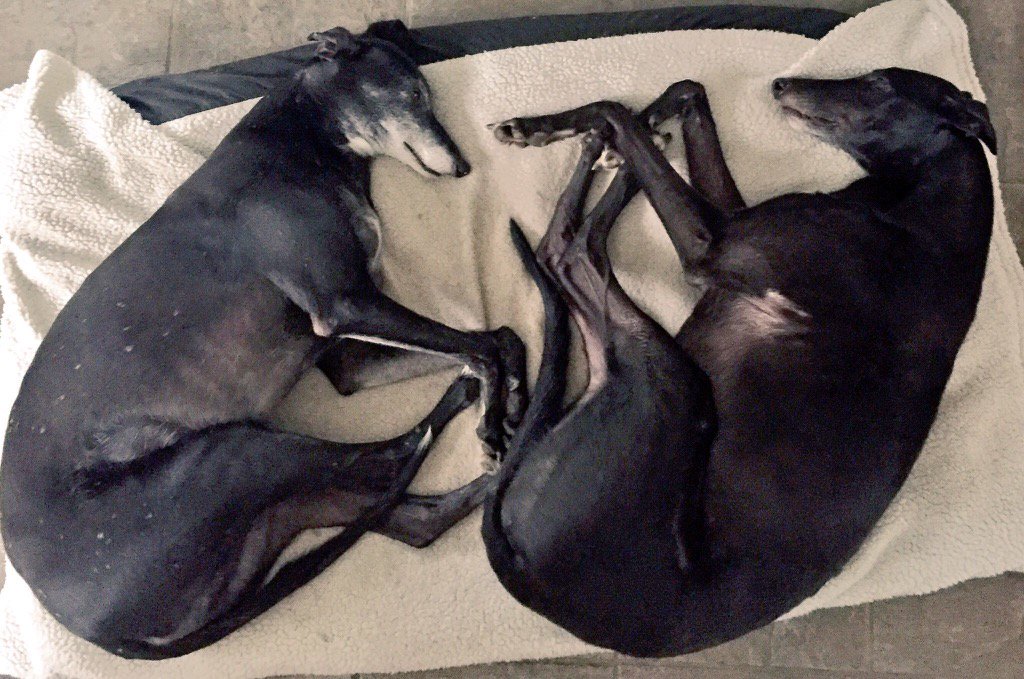 Jemmychew's tweet photo. This time last year we tried sharing a bed https://t.co/sJw1arTUOO