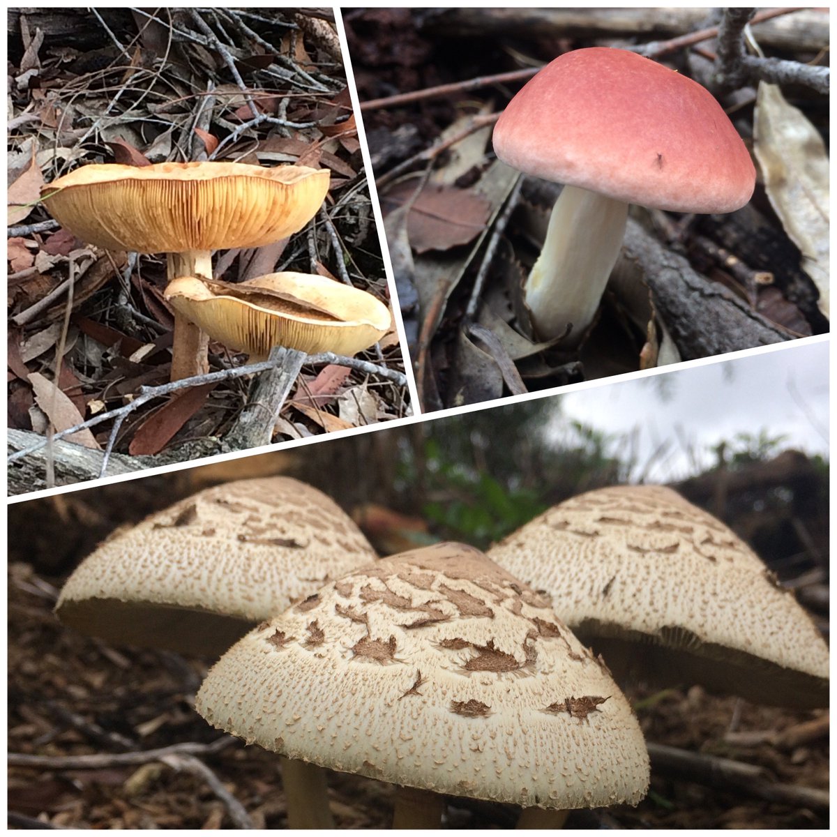 fawnaphlora's tweet photo. Fabulous fungi are appearing around Wahroonga and Kuringai Chase #fungi #autumn #mushrooms https://t.co/qPkEZZBYuv