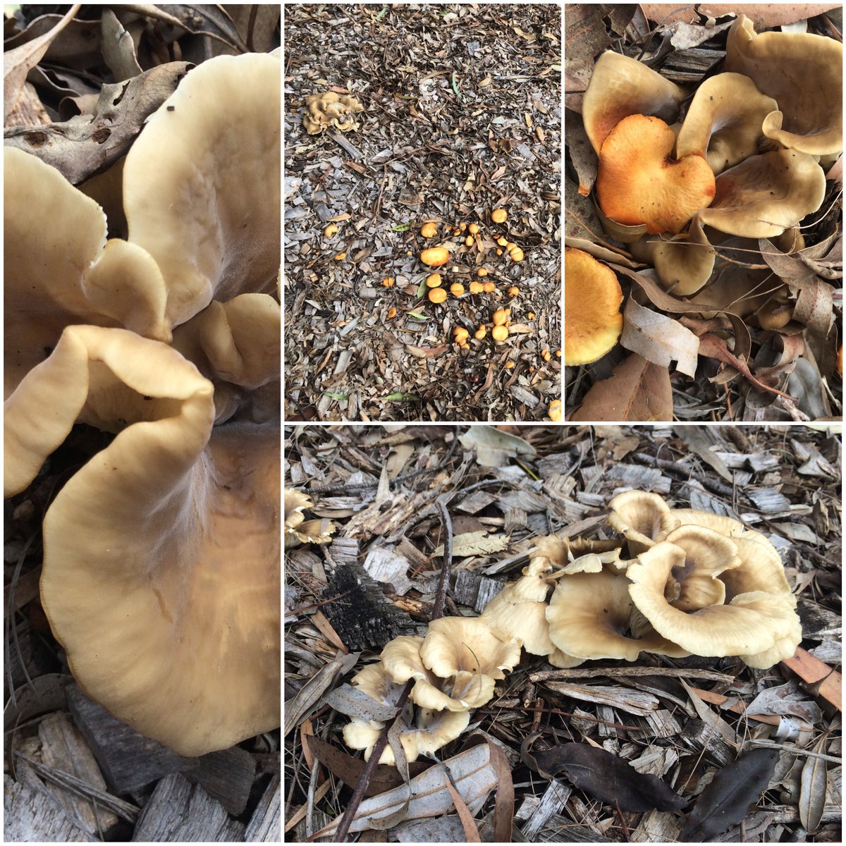 fawnaphlora's tweet photo. Fabulous fungi are appearing around Wahroonga and Kuringai Chase #fungi #autumn #mushrooms https://t.co/qPkEZZBYuv