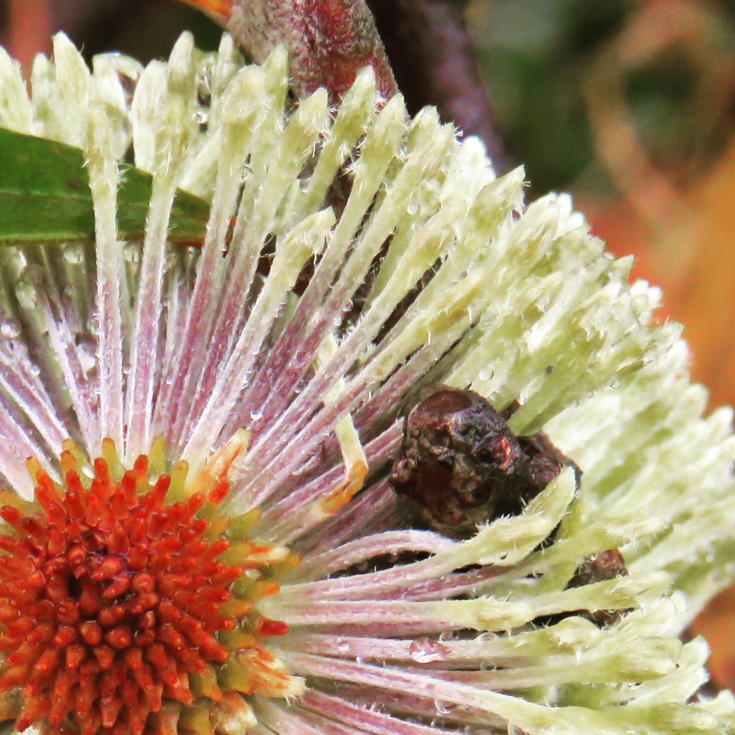 fawnaphlora's tweet photo. Blooming beautiful Banksia blossoms in the bush #banksia #flowers #autumn #australia https://t.co/0fyHyZKHkE